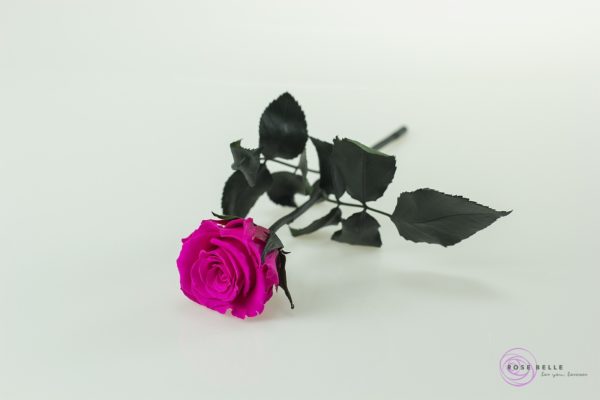 Rose Belle - róża krótka w kolorze różowym.