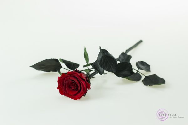 róża krótka w kolorze czerwonym.